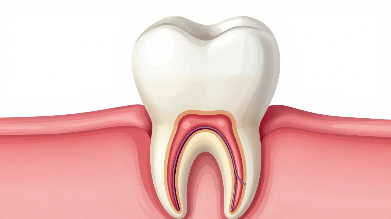Anatomický průřez předním zubem ukazující nerv a zánět